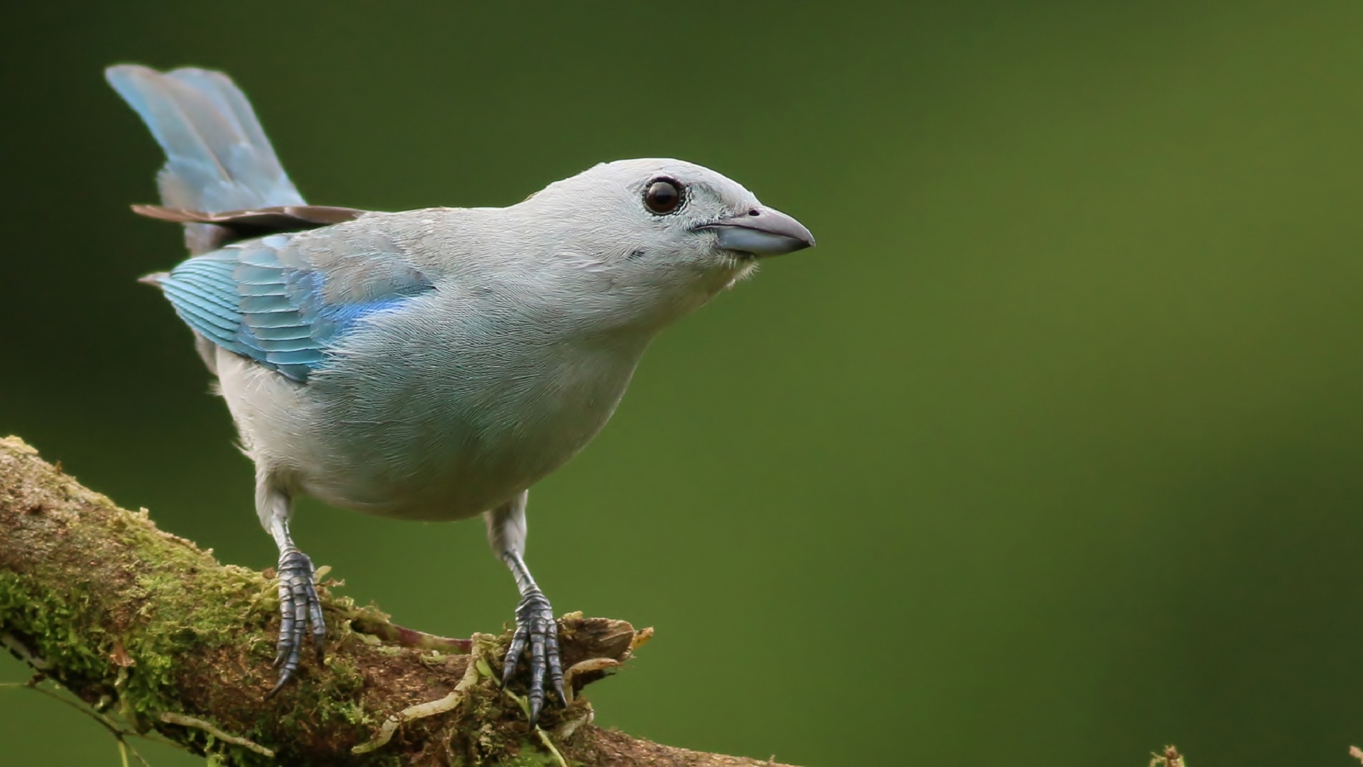 Blue-gray Tanager